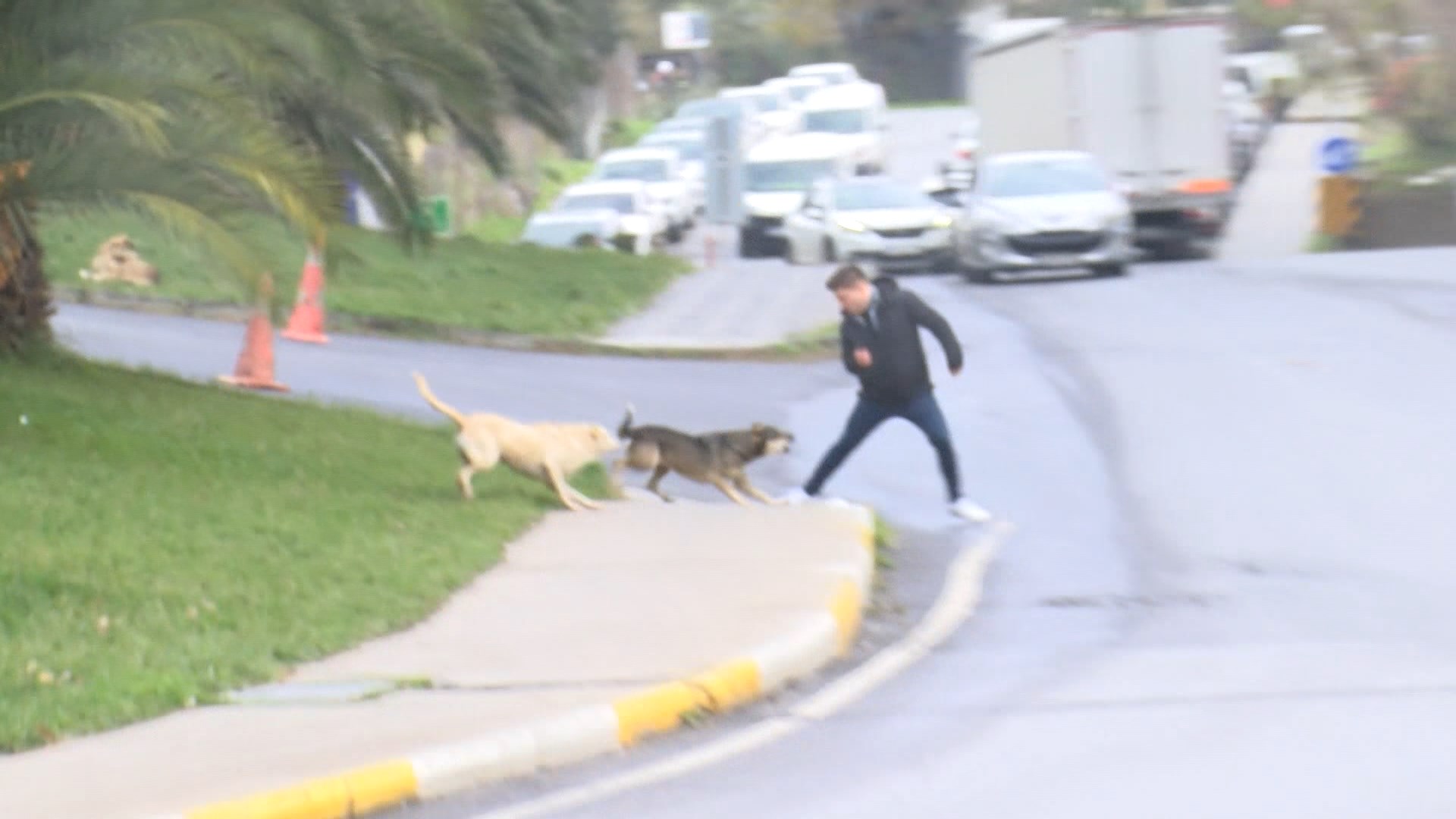 Bağcılar'da başıboş köpekler yoldan geçenlere saldırdı