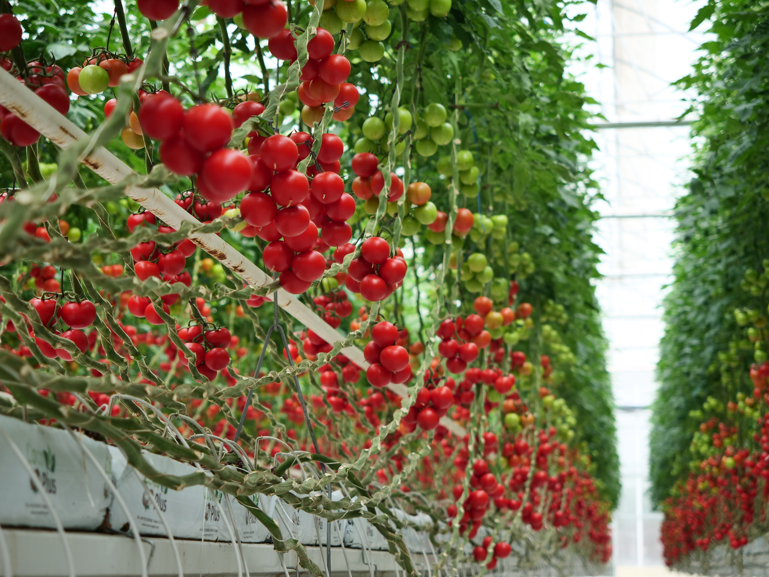 HEKTAŞ’ın yerli sebze tohumları Growtech Fuarı’nda tanıtıldı