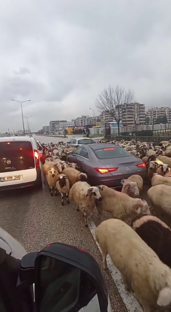 Koyun sürüsü yola çıkınca trafik durdu; o anlar kamerada