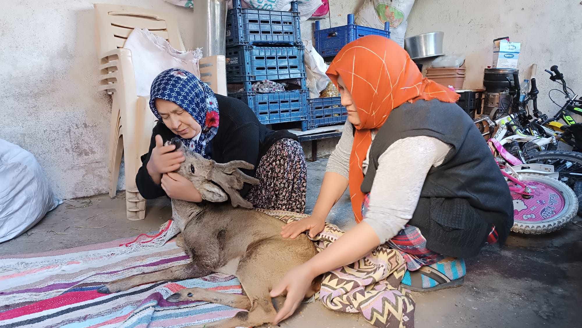 Köpeklerin saldırdığı karacayı köylüler kurtardı