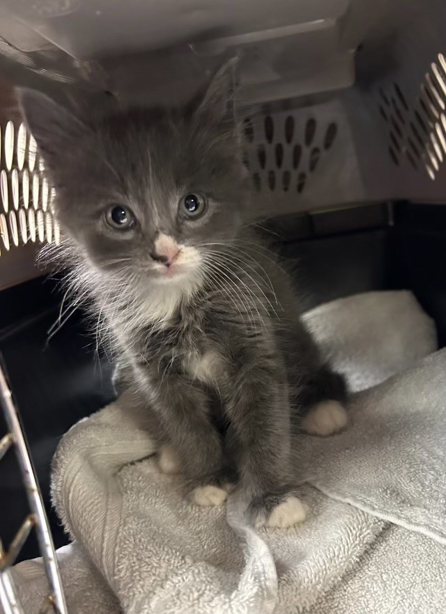 Polis, çalıntı aracın içinde bulduğu kedi yavrusunun sahibini arıyor