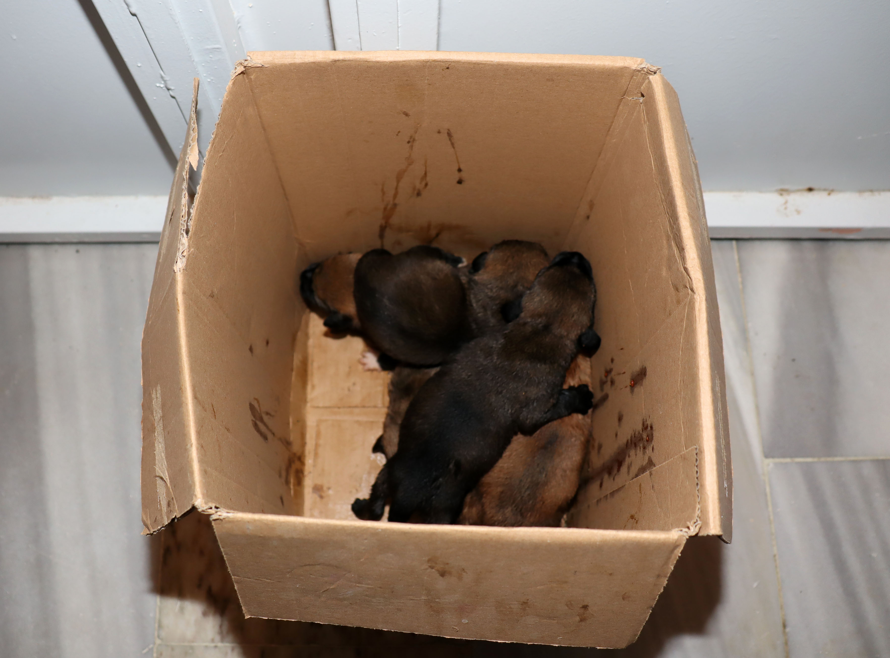 Temizlik işçileri çöp konteynerindeki kolide 5 yavru köpek buldu 